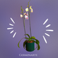 Arreglo de Orquídeas – 2 varas en maceta de ceramica 🌸