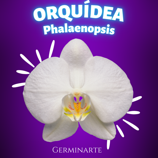 Orquídeas Phalaenopsis