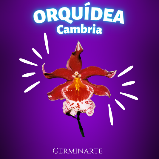 Orquídea Cambria