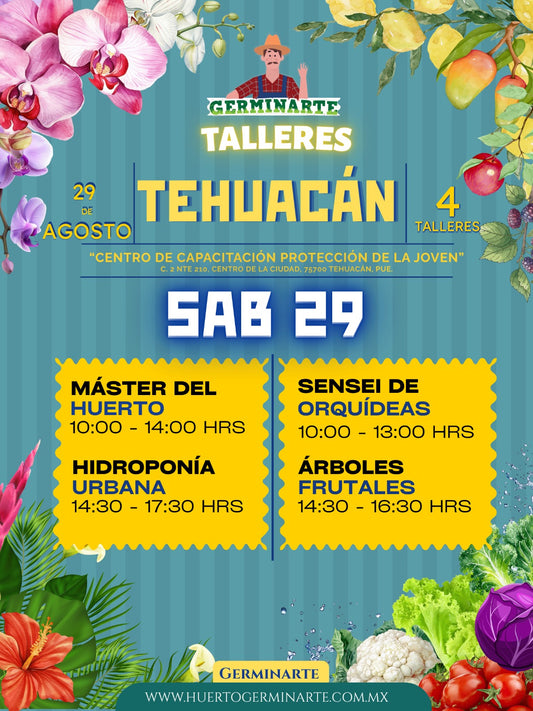 Tehuacán 29 de agosto
