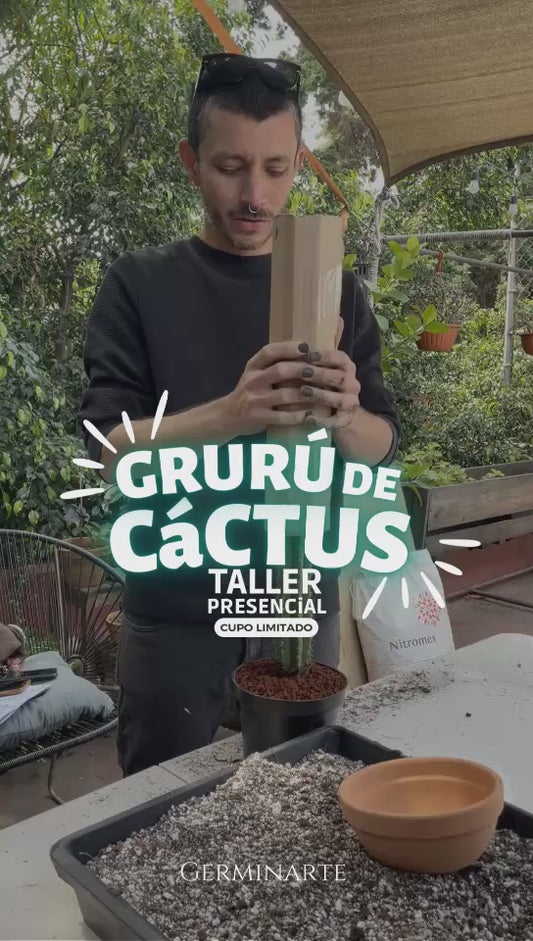 GURÚ DE CACTUS Y SUCULENTAS