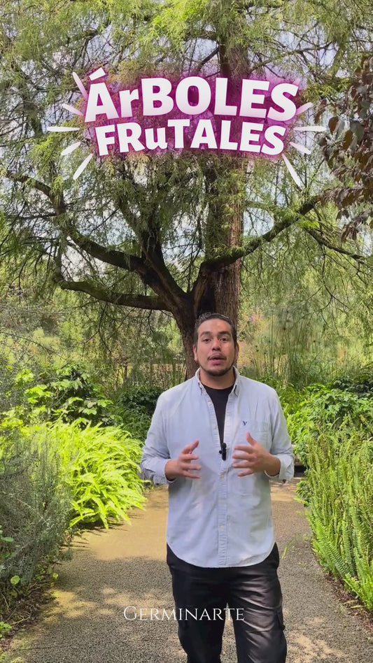 ÁRBOLES FRUTALES