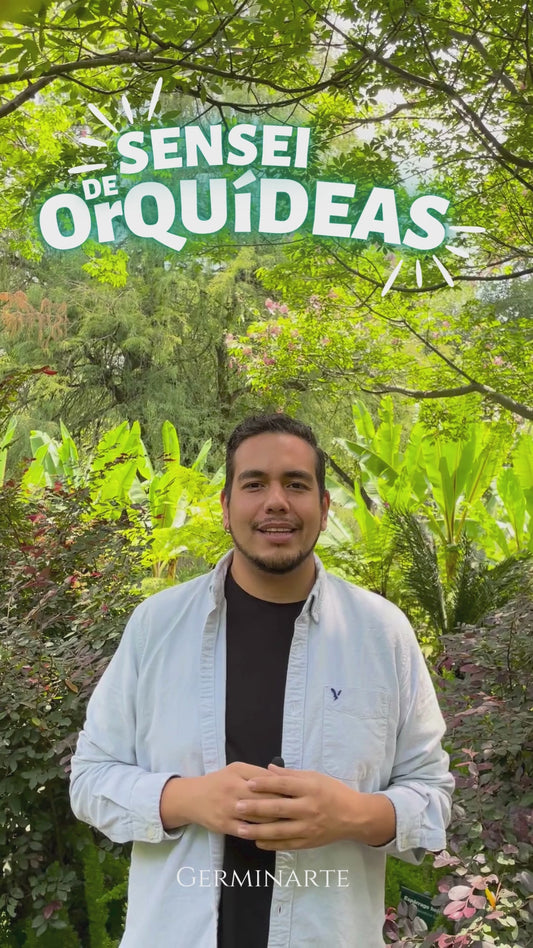 SENSEI DE ORQUÍDEAS