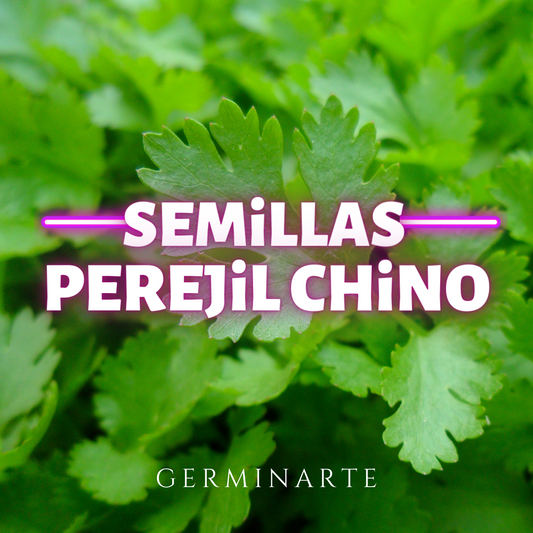 Semilla Perejil Chino
