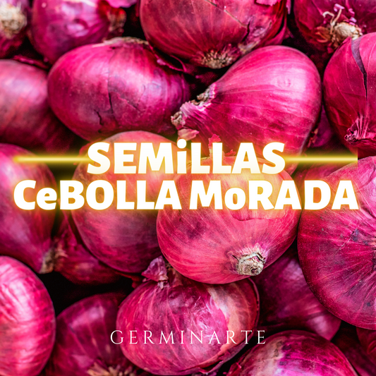 Semilla Cebolla Morada