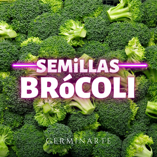 Semilla Brócoli