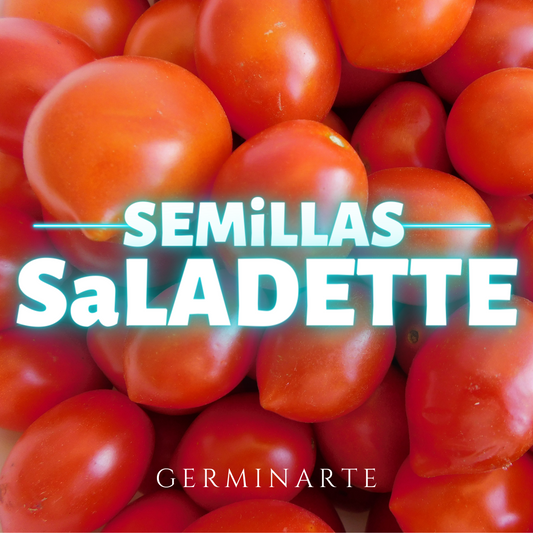 Tomate saladette