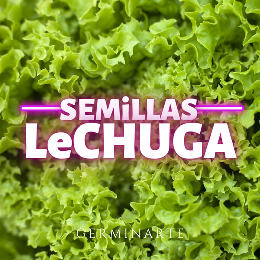 Semilla Lechuga