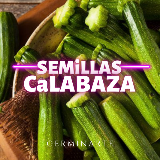 Semilla Calabaza Zucchini