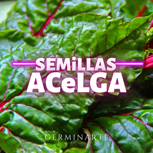 Semilla Acelga
