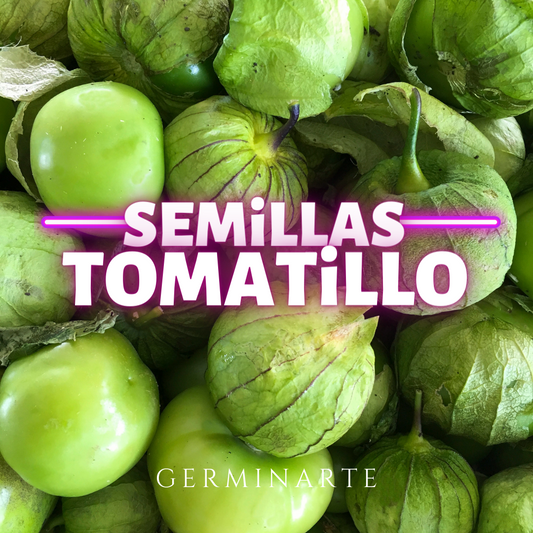 Semilla Tomatillo