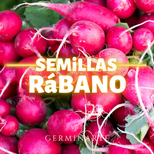 Semilla Rábano