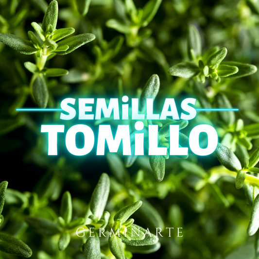 Semilla Tomillo