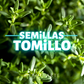 Semilla Tomillo