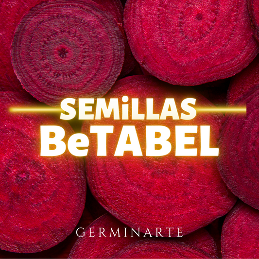Semilla Betabel