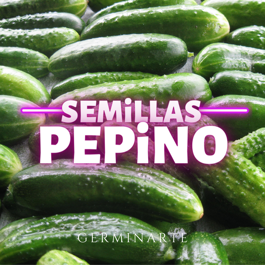 Semilla Pepino