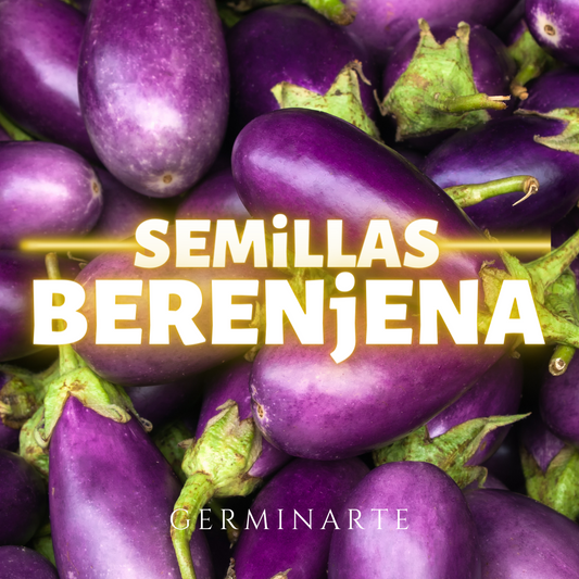 Semilla Berenjena
