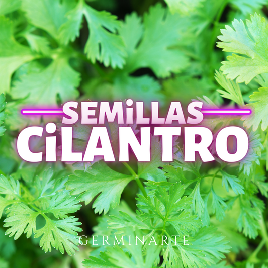 Semilla Cilantro