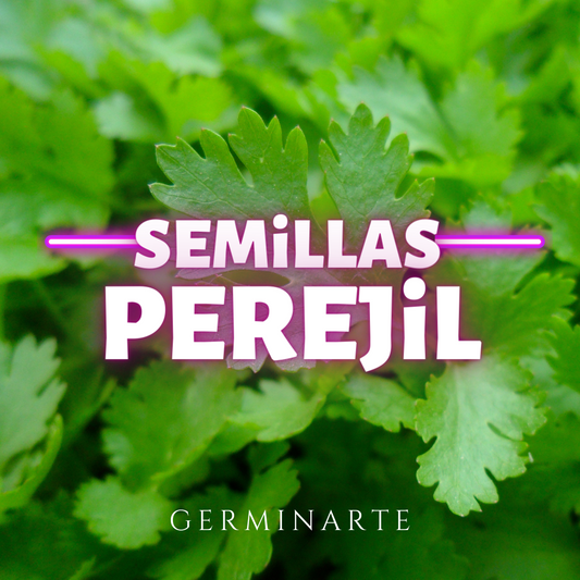 Semilla Perejil