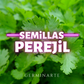 Semilla Perejil