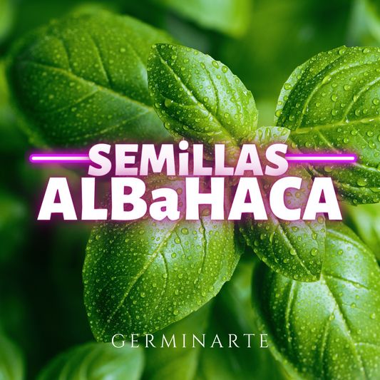 Semilla Albahaca