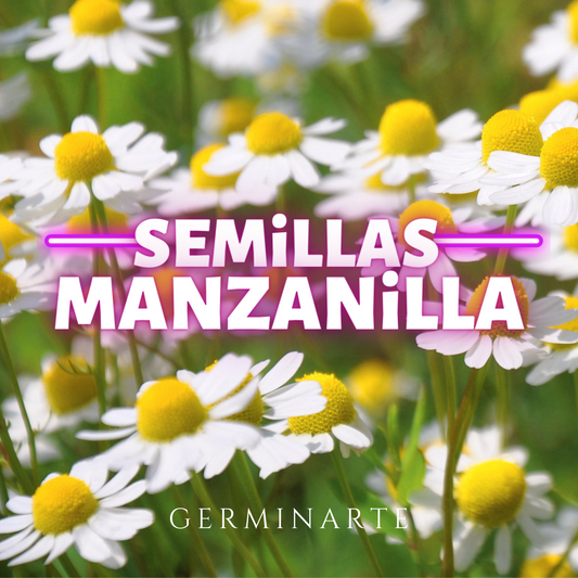 Semilla Manzanilla