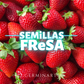 Semilla Fresa