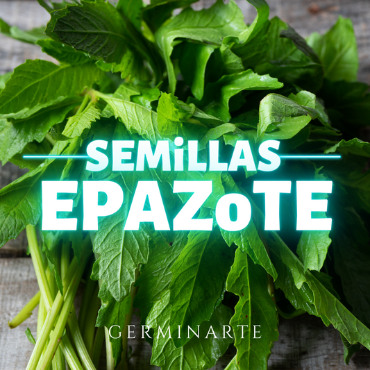 Semilla Epazote