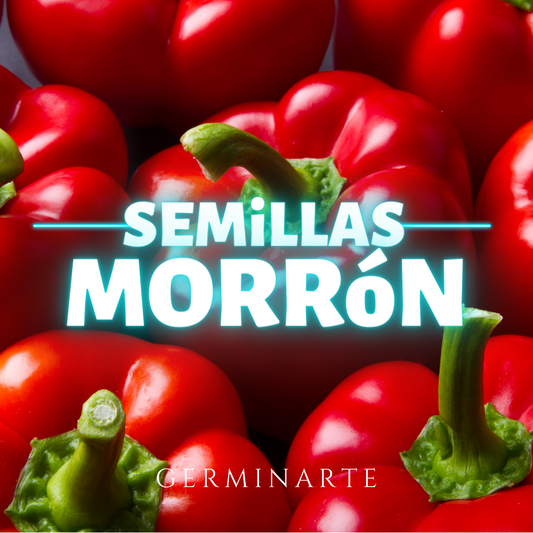Semilla Morrón
