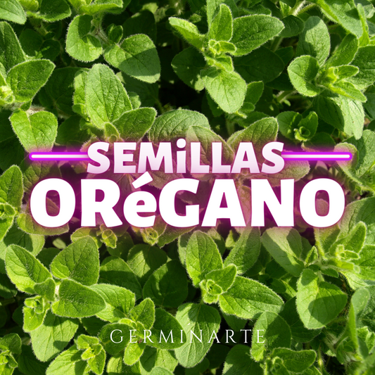 Semilla Orégano